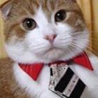 26_animais_de_gravata