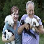 _casal_americano_cria_14_gambas_como_animais_de_estimacao