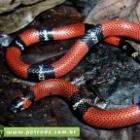 Conheça o universo das variadas espécies de cobras brasileiras