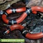 conheca_o_universo_das_variadas_especies_de_cobras_brasileiras