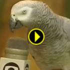 Papagaio canta, dança e imita outros animais