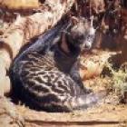 o_perfumado_gatoalmiscarado_civettictis_civetta