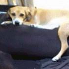 quando_um_cachorro_fica_feliz