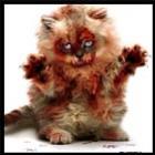 gatos_sao_fervidos_vivos_na_china__imagens_fortes