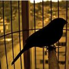 trafico_de_animais_muito_lucro_pouca_punicao