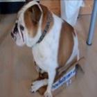 Cachorro tenta entrar em caixa pequena e vira sucesso no YouTube