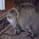Google elege vídeo com gato fofo o mais engraçado do YouTube