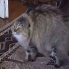 google_elege_video_com_gato_fofo_o_mais_engracado_do_youtube