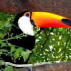 tucano_belo_bico_hein