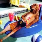 previna_as_doencas_que_atacam_os_animais_no_verao
