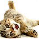 seu_gato_parece_doente_talvez_ele_apenas_esteja_chateado