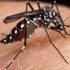 Previna-se contra a dengue