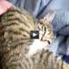 o_gato_que_consegue_sentar_sobre_a_propria_cabeca
