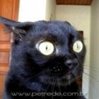 meu_dono_nao_vale_um_ovinho_de_codorna_&ndash;_volume_3
