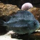 conheca_os_peixes_mais_exoticos_do_planeta