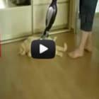 o_gato_mais_folgado_do_mundo