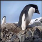 pinguim_criminoso_voce_nunca_riu_tanto