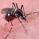 Mosquitos geneticamente modificados  prontos para conquistar a malária!!!