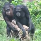 A surpreende sincronia dos chimpanzés 