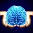 Mitos Desmentidos - Tamanho do Cérebro Não Determina Inteligência