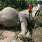 Indonésia: não bastassem os orangotangos, agora são os elefantes