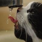Gatinho tentando tomar água na torneira
