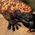 helodermatidae_suspectumo_venenoso_monstro_de_gila