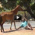 Bêbado tenta esfaquear cavalo