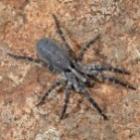 hogna_ingens__a_gigante_desconhecida