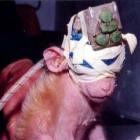 novas_tecnologias_sao_alternativa_ao_uso_de_animais_na_ciencia