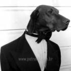 estilista_faz_moda_para_cachorro_