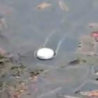 voce_sabe_o_que_acontece_se_voce_jogar_uma_pedra_de_sodio_em_um_lago