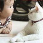 os_gatos_sabem_das_coisas