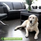 caes_em_apartamentos_dicas_para_fazer_enriquecimento_ambiental