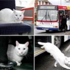 gato_misterioso_pega_onibus_para_ir_ao_restaurante