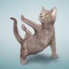 Lindas fotografias de gatos fazendo yoga!