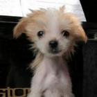 cachorros_fofinhos