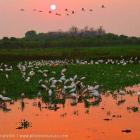codigo_florestal_e_fauna_tambem