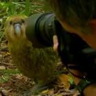 papagaio_fica_furioso_com_fotografo_e_parte_pro_ataque