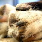 vereadora_que_propos_exterminio_de_animais_diz_ter_sido_ameacada_de_morte_
