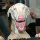 animais_fazendo_graca
