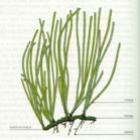 posidonia_oceanica_o_organismo_mais_antigo_do_planeta