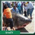 Tubarão de 908 quilos e 6 metros é fisgado no México