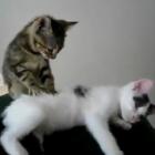 tem_muita_menina_que_vai_trocar_o_namorado_por_um_gatinho_desse