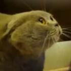 demon_cat_3_a_missao_gato_possuido