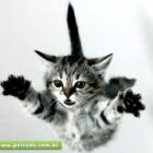 gato_sobreviveu_a_queda_de_19_andares_em_boston