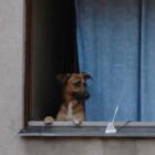 rio_quer_eliminar_restricao_a_animais