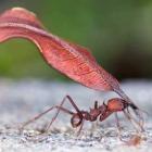 As formigas se cumprimentam porque?