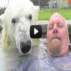 O único homem no mundo que podem nadar com um urso polar
