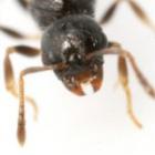 temnothorax_longispinosusa_formiga_que_sabe_reconhecer_os_seus_inimigos